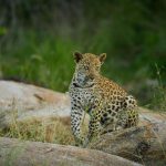 Lion Sands Tinga Lodge Suite Tour