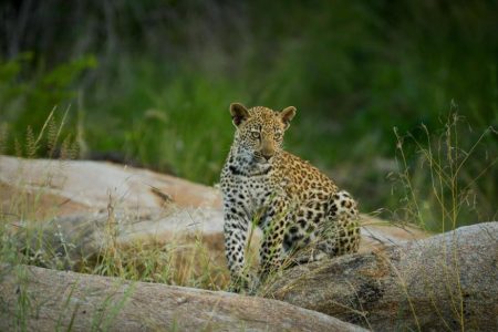 Lion Sands Tinga Lodge Suite Tour